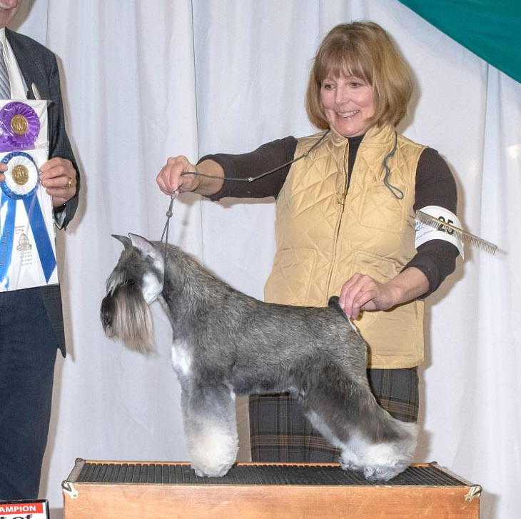 show schnauzer