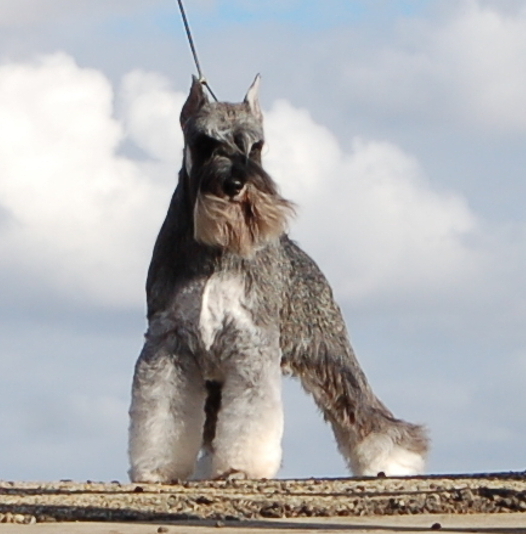 Miniature Schnauzer  Riverstone Veterinary Group