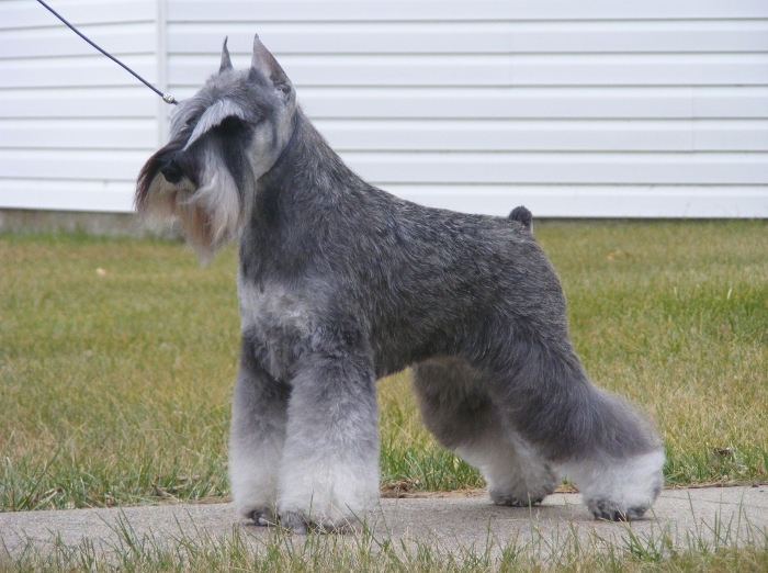 show schnauzer