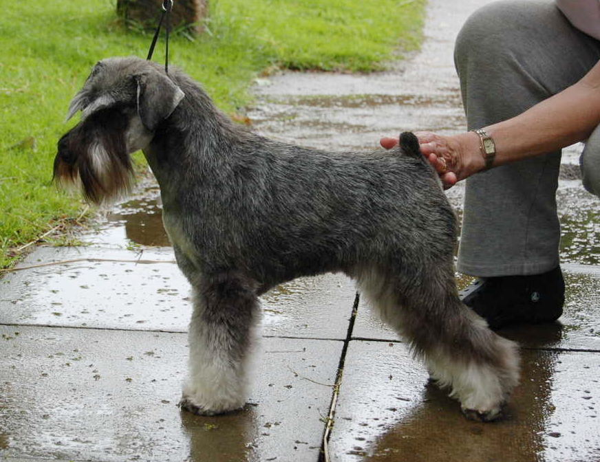 kennel club miniature schnauzer breeders