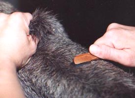 Stripping a schnauzer coat cheap