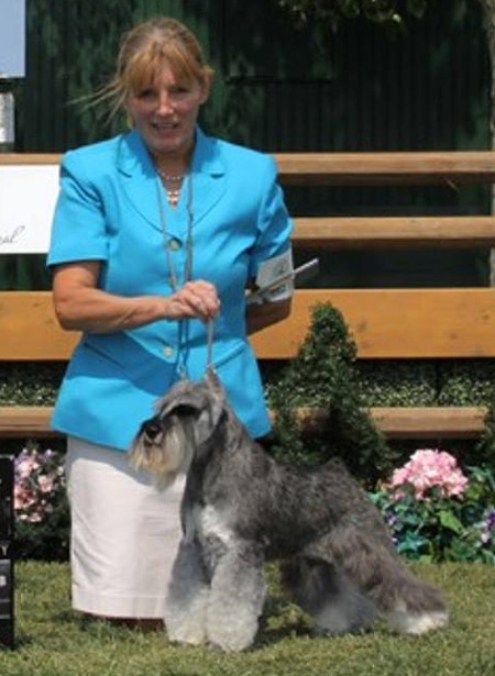 Miniature Schnauzer  Riverstone Veterinary Group