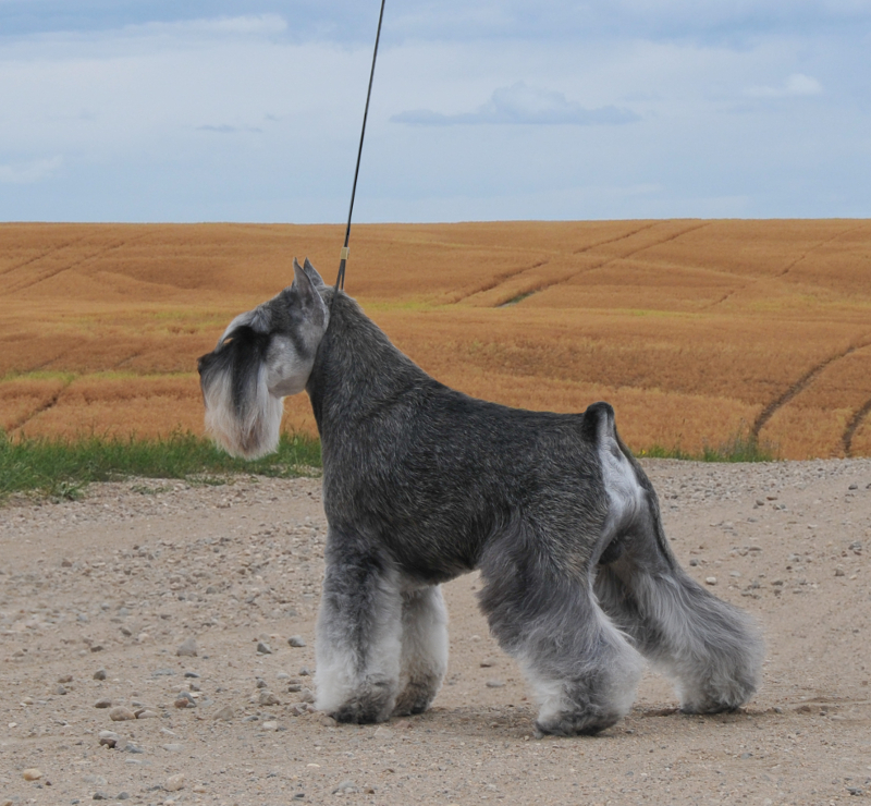 beauideal schnauzers