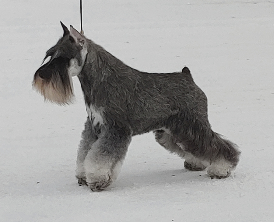 Minuteman Miniature Schnauzers