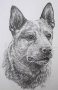 acd