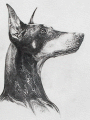 dobe