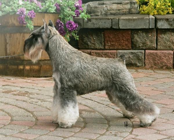 show schnauzer